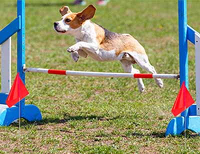 Custom Marking Flags for Pet Training