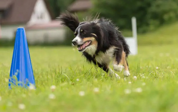 Mini cone de trânsito para treinamento de animais de estimação