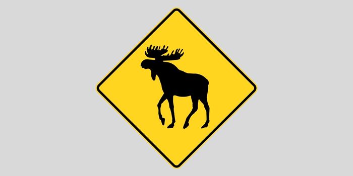 Placa de travessia de alces