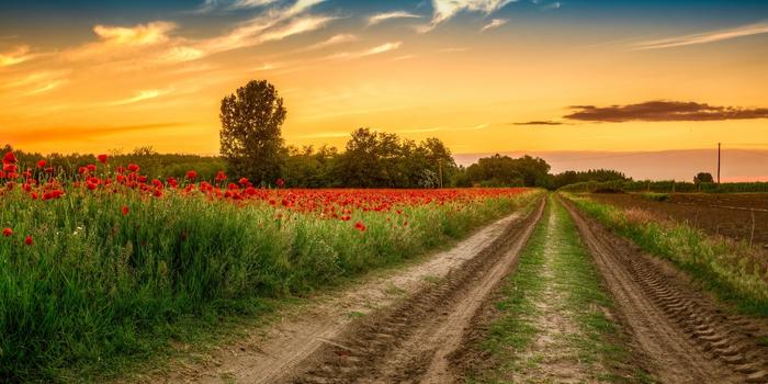 الطرق الترابية