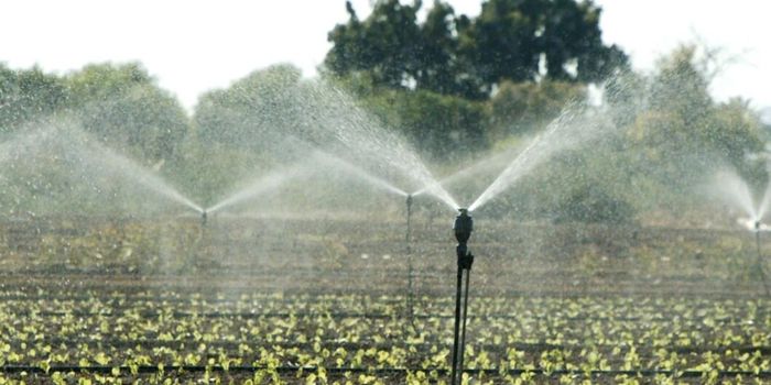 Líneas de riego y aspersores