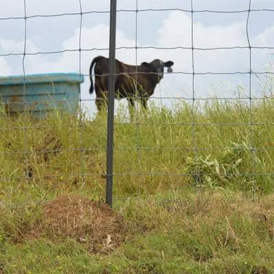 Y Posts for Cattle Fence