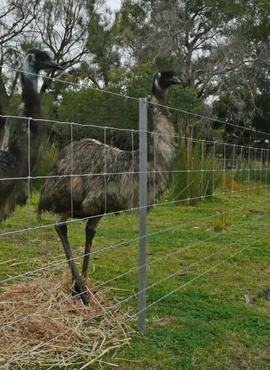 Star Pickets for Animals