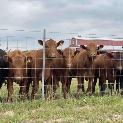 Star Pickets for Livestock Fencing