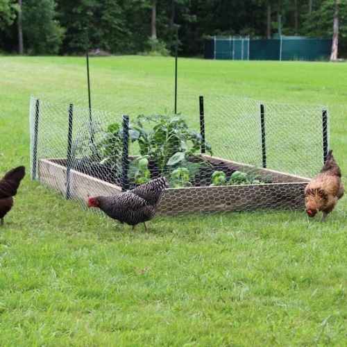 U posts for chicken wire